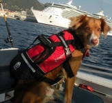 Dog Lifejackets for watersports